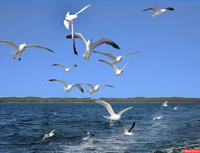 Весенние чайки над морем | Пикабу