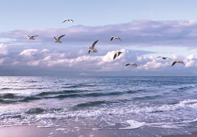 Чайки над морем. :: Ирина Лядова – Социальная сеть ФотоКто