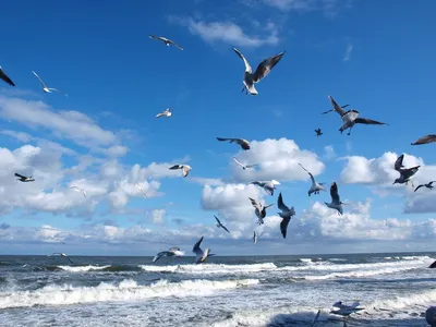 Чайки над морем стоковое фото ©Anita_Bonita 4931965