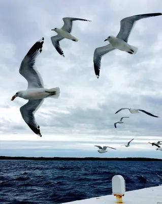 Чайки над Белым морем — Фото №52002