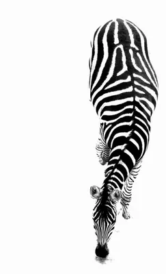 Большой набор черных и белых животных мультфильм, вектор Stock Illustration  | Adobe Stock