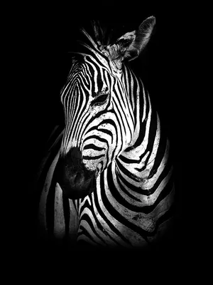 Черно-белые Африканские животные, дикие львы, семейные парные постеры для  детей, печать на холсте, живопись, настенные картины, гостиная, домашний  декор | AliExpress