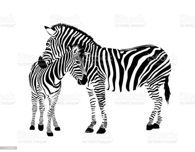 Рисунки животных черно белые - 79 фото