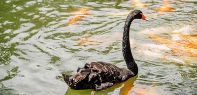 Встретили и покормили черного лебедя ! #черныйлебедь #лебедь #черный |  Instagram