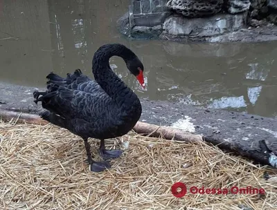 Фотография черного лебедя Фон И картинка для бесплатной загрузки - Pngtree