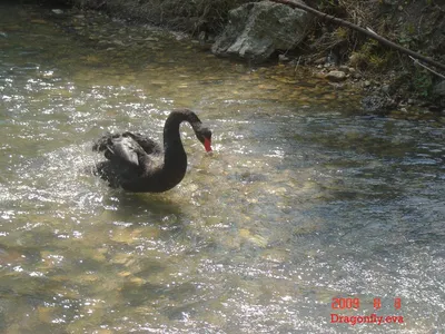 В Калининграде посетитель зоопарка насмерть забил черного лебедя из Красной  книги | ru.15min.lt