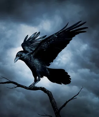 Картинки черного ворона фотографии