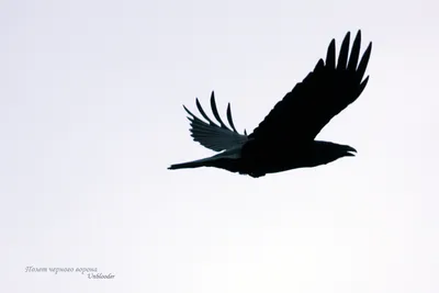 черный ворон стоковое изображение. изображение насчитывающей темно - 3514807