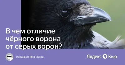большой черный ворон под дождем, прикольная картинка ворона, ворона, птица  фон картинки и Фото для бесплатной загрузки