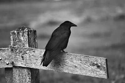 Черный ворон картинки - 81 фото