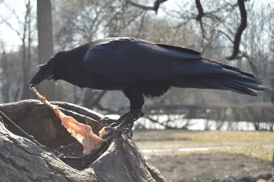 Черный ворон (ворона) — купить в Красноярске. Птицы на интернет-аукционе  Au.ru