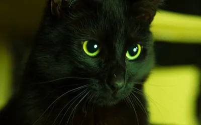 Черная кошка с зелеными глазами - 53 фото
