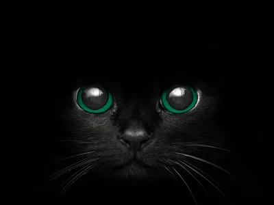 Черный кот с изумрудными глазами - 77 фото
