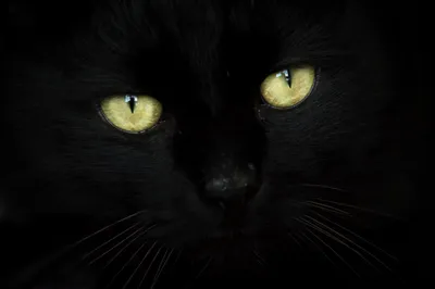 Черный кот с голубыми глазами - красивые фото