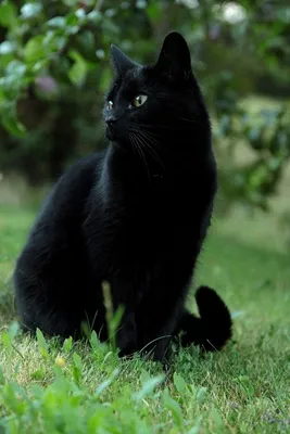 Портрет черной кошки макро голубыми глазами | Премиум Фото