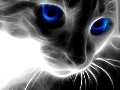 Самый черный кот - картинки и фото koshka.top