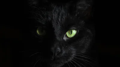 Черный кот с синими глазами - 55 фото
