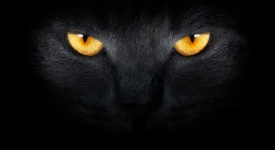 Крупный план черной кошки с зелеными глазами, сердито смотрящей в камеру  стоковое фото ©Wirestock 326843702