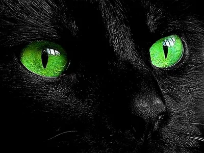 Черной кошки с зелеными глазами на черном фоне - картинки и фото koshka.top