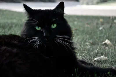 Черный кот с белыми глазами - 75 фото