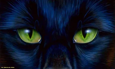 Черный кот с синими глазами - 55 фото