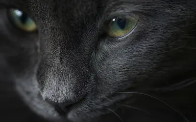 Черная кошка с коричневыми глазами - 73 фото