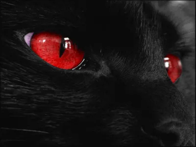Черный кот с зелеными глазами: краткое описание, особенности окраса, фото