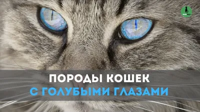 Картинки черных кошек с голубыми глазами фотографии