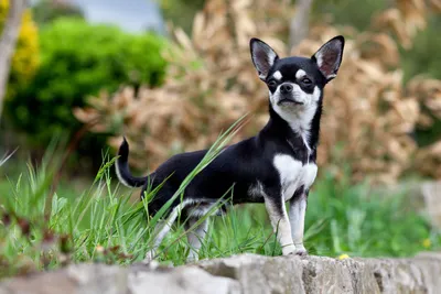 Чихуахуа – Миниатюрная собака с чертами истинного мачо