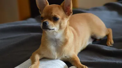 Порода собак чихуахуа — Особенности, интересные факты (фото)