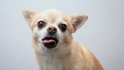 Длинношерстная собака породы чихуахуа …» — создано в Шедевруме