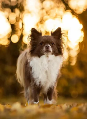 Чихуахуа - маленькие задиры и преданные друзья | Собаки | Dogsacademy.ru |  Дзен