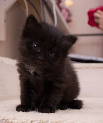 фото черных котят: 21 тыс изображений найдено в Яндекс.Картинках | Cats,  Animals
