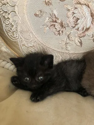 Чёрный котёнок | Котенок, Кот