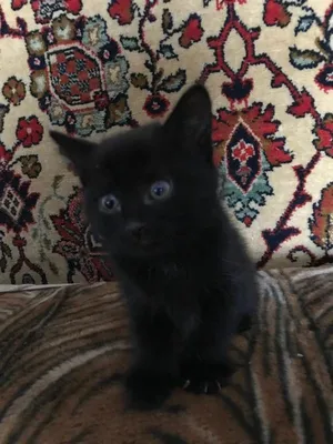 25 фотографий черных котов в честь Дня кошек - 1 марта 2023 - НГС