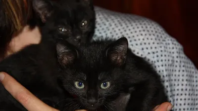 День защиты чёрных котов в Биологическом музее 2022