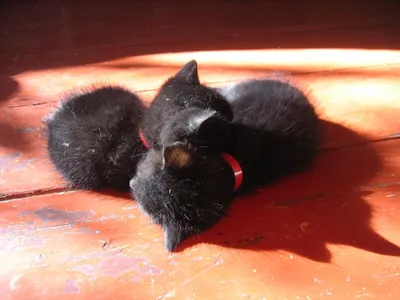 В Гомеле черная кошка пришла в офис и родила котят