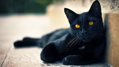 Черные котята: малышка Бери и совсем крошечный малыш | Блог #Мими_кися |  Дзен