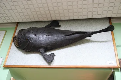 Файл:Чучело морского чёрта.jpg — Википедия