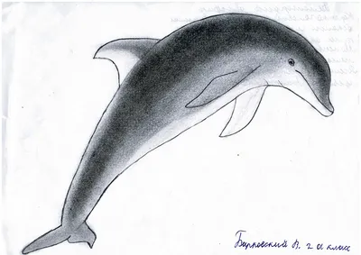 Картинки дельфинов для срисовки фотографии