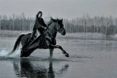 девушка на лошади в лесу, девушка лошадь, девушка на коне, лошади красивые,  фотосессия, Свадебный фотограф Москва
