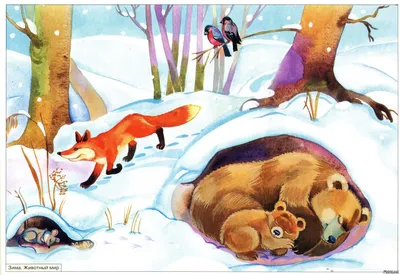 Картинки диких животных зимой фотографии