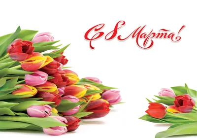 Обои на рабочий стол Красивые тюльпаны поздравлением для мамы на 8 марта,  обои для рабочего стола, скачать обои, обои бесплатно