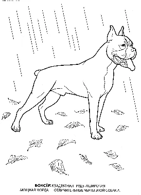 Раскраска Боксер | Раскраски собак, рисунки собак, картинки собак