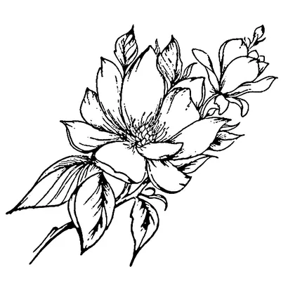 Рисунки для срисовки черно белые цветы - 46 фото