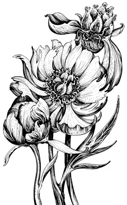 Женский портрет Цифровой эскиз вектор рукописного рисования Черно-белый  стиль Иллюстрация вектора - иллюстрации насчитывающей график, губы:  157511208
