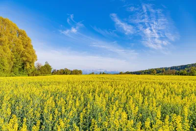 Картинки для робочого столу літо фотографии