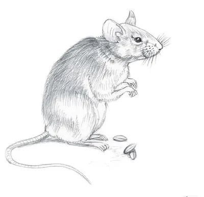 Мышка рисунок для срисовки - 64 фото