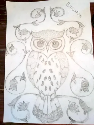Рисунок совы карандашом для срисовки - 80 фото