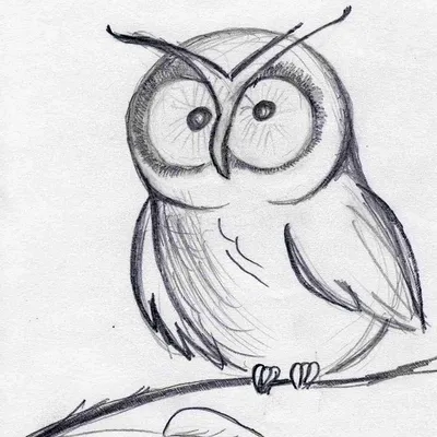 иллюстрация двух сов, рисунок совы каваи милашка, каваи, млекопитающее,  животные png | PNGEgg